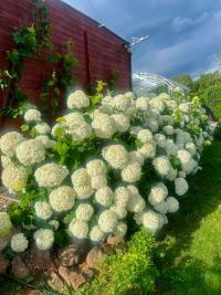 Hortenzie stromkovitá 'Annabelle' (Hydrangea arborescens)