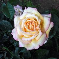 Růže 'Gloria Dei' - Velkokvěté růže (Rosa)