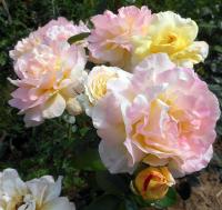 Růže 'Gloria Dei' - Velkokvěté růže (Rosa)