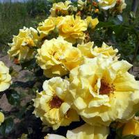 Růže 'Lichtkönigin Lucia' (Rosa)