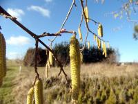 Líska obecná (Corylus avellana)