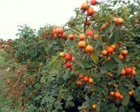 Růže měkká 'Karpatia' (Rosa villosa)