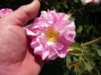 Růže 'Celestial' (Rosa alba)