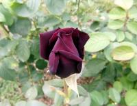 Růže 'Josef Klimeš' (Rosa)