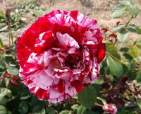 Růže 'Scentimental' - Velkokvěté růže (Rosa)