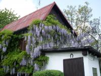 Vistárie (Wisteria)