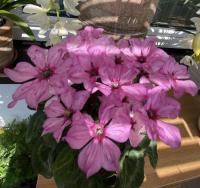 Brambořík perský 'Illusia'