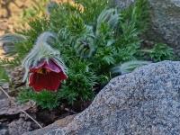 Koniklec německý (Pulsatilla vulgaris)
