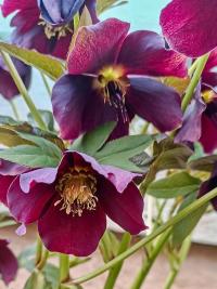 Čemeřice (Helleborus)