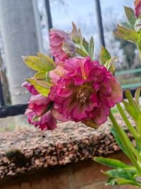 Čemeřice (Helleborus)