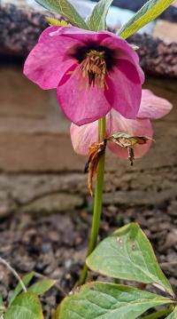 Čemeřice (Helleborus)