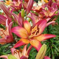 Lilie 'Royal Sunset' - LA hybridy (Lilium)