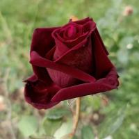 Růže 'Josef Klimeš' (Rosa)