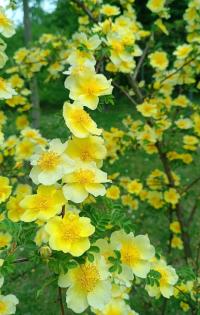 Růže zlatožlutá 'Canary Bird' (Rosa xanthina)