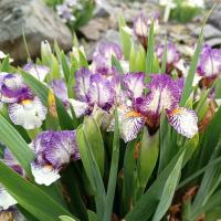 Kosatec 'Force Field' - Základní nízké kosatce (Iris)