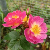 Růže 'Rozárium Olomouc' (Rosa)