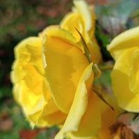 Růže 'Lichtkönigin Lucia' - Sadové růže (Rosa)