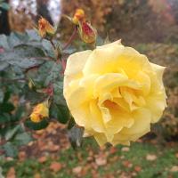 Růže 'Lichtkönigin Lucia' - Sadové růže (Rosa)