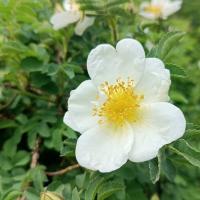 Růže bedrníkolistá (Rosa spinosissima)