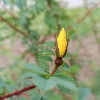 Růže (Rosa platyacantha)