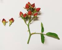 Růže 'Fraise des Bois' - Poupátkové růže (Rosa)