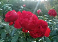 Růže 'Out of Rosenheim' (Rosa)
