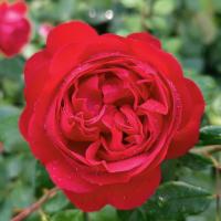 Růže 'Out of Rosenheim' (Rosa)