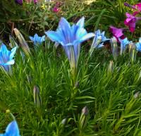Hořec ozdobný (Gentiana sino ornata)