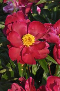 Pivoňka čínská 'Noble Carmen' (Paeonia lactiflora)
