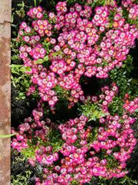 Růže 'Cutie Pie' - Skalkové růže (Rosa)