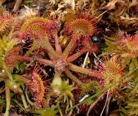 Rosnatka okrouhlolistá (Drosera rotundifolia)