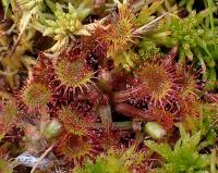 Rosnatka okrouhlolistá (Drosera rotundifolia)