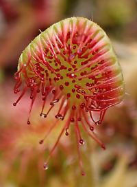 Rosnatka okrouhlolistá (Drosera rotundifolia)