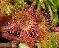 Rosnatka okrouhlolistá (Drosera rotundifolia)