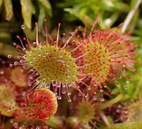 Rosnatka okrouhlolistá (Drosera rotundifolia)