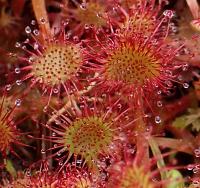 Rosnatka okrouhlolistá (Drosera rotundifolia)