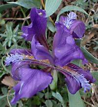 Kosatec nízký (Iris pumila)