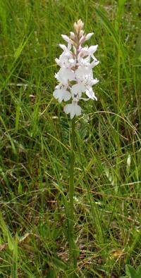 Prstnatec Fuchsův (Dactylorhiza fuchsii)