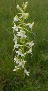 Vemeník zelenavý (Platanthera chlorantha)