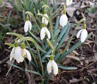 Sněženka podsněžník (Galanthus nivalis)