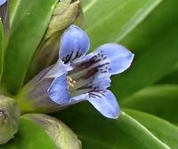Hořec křížatý (Gentiana cruciata)