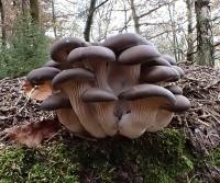 Hlíva ústřičná (Pleurotus ostreatus)