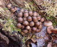 Helmovka pařezová (Mycena tintinnabulum)