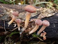 Kržatka otrubičnatá (Tubaria furfuracea)