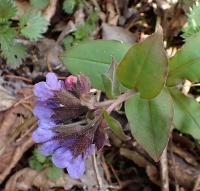 Plicník tmavý (Pulmonaria obscura)