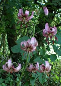 Lilie zlatohlavá (Lilium martagon)
