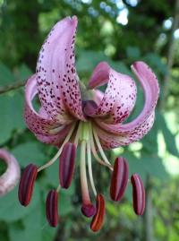 Lilie zlatohlavá (Lilium martagon)