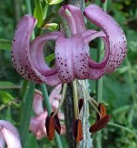 Lilie zlatohlavá (Lilium martagon)