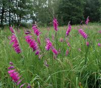 Mečík střechovitý (Gladiolus imbricatus)
