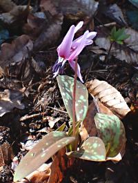 Kandík psí zub (Erythronium dens-canis)